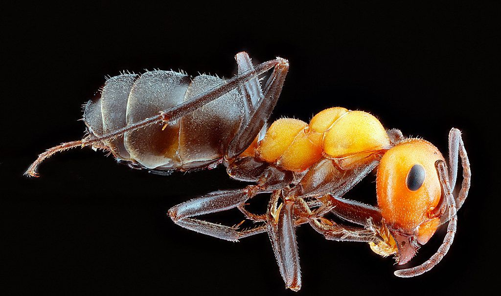 Ant Control service in Georgetown, TX