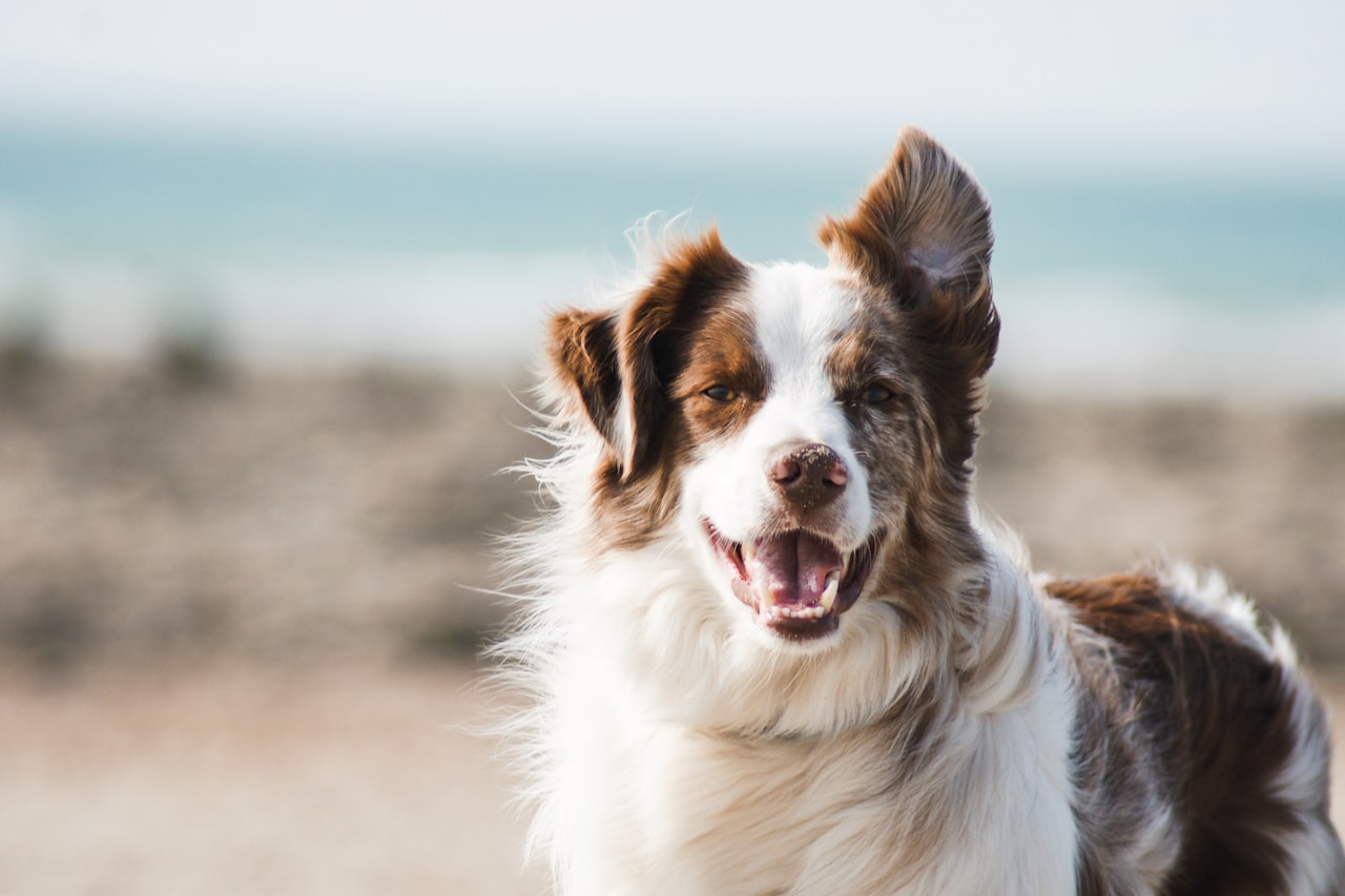 Flea & Tick Control service in Georgetown, TX
