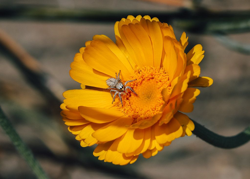 Spider Control service in Georgetown, TX